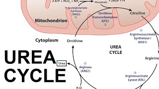 Urea Cycle [upl. by Grodin]