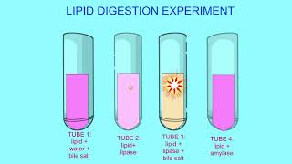 lipid digestion experiment [upl. by Dambro]