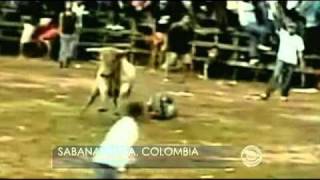 Deadly Bull Fight on Tape [upl. by Browne]