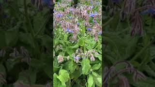 Borage  flowers amp leaves  August 2021 [upl. by Decato844]