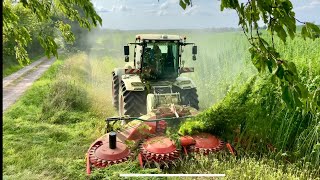 Xerion 4200 With Wittrock Hempcut  Hemp Harvest With Grahns Maskintjänst 4K [upl. by Carpenter]