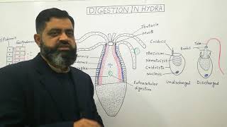 Digestive system of Hydra English medium profmasoodfuzail Digestive system of Cnidarians [upl. by Dazhehs]