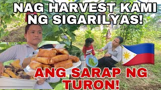 BUHAY PROBINSYA NAG HARVEST NG SIGARILYAS AT ANG DAMING HINOG NA SAGING GINAWANG TURON [upl. by Bondie]