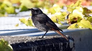 Black Redstart  Hausrotschwanz  Phoenicurus ochruros calling [upl. by Albert]