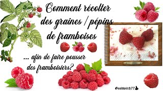 Comment récolter graines pépin de framboises pour faire pousser des framboisiers How seed raspberry [upl. by Ettenauq]