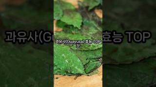 Guayusa 과유사의 효능 TOP 3 [upl. by Glynda]