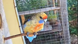 Rosellas checking out the nesting box again [upl. by Snowber]