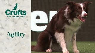 Agility  Championship LargeIntermediate Part 2 Agility  ​Crufts 2024 [upl. by Shwalb]