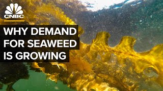 Why Demand For Seaweed Is About To Boom [upl. by Hsuk]