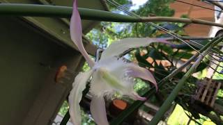 Brassavola Rhynchovola David Sanders [upl. by Lamson161]