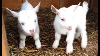 Cute Baby Goats  A Cutest And Funny Goats Baby Videos Compilation NEW HD [upl. by Seavir108]