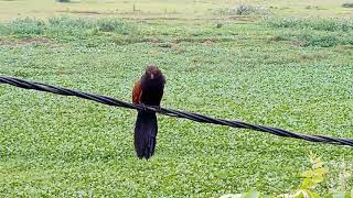 Greater Coucal call on morning [upl. by Melisande]