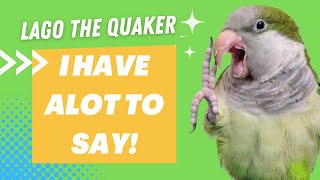 Lago the Quaker Parrot Talking Videos Compilation [upl. by Tanny]