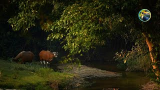 The Gaur and Banteng in the Rainforest  A Morning Amidst Natures Rebirth  Forest wildlife  4K [upl. by Ellenij817]