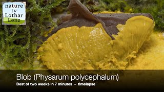 Blob Physarum polycephalum Best of two weeks in 7 Minutes timelapse Schleimpilz  Myxomyceten [upl. by Barnie]