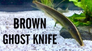 Brown Ghost Knifefish [upl. by Keavy]