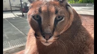 Big Floppa Kerr and Hissing  Caracal [upl. by Bluefarb]