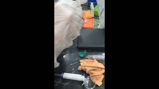 How to perform Gel Electrophoresis in lab [upl. by Macegan]