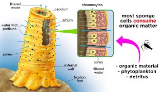 Phylum Porifera Sponges [upl. by Lancaster111]