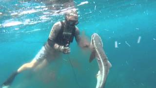 spearfishing SEQ [upl. by Phillipe]