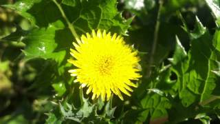 SharpFringed Sow Thistle Sonchus Asper  20120630 [upl. by Rumilly410]