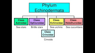 Phylum Echinodermata Part 02 I Classification I ANIMAL KINGDOM Lecture 24 I NEET BIO [upl. by Naggem]