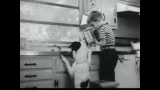 VINTAGE 1950s GRAVY TRAIN DOG FOOD COMMERCIAL  DOG WAS RAVENOUS [upl. by Eillom]