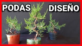 PRE BONSAI DE CIPRES DESDE SEMILLA trabajos para ayudar a mejorar la ventilación 2 AÑOS DE CULTIVO [upl. by Llehcnom952]