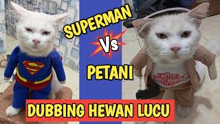 KUMPULAN VIDEO KUCING LUCU BIKIN NGAKAK [upl. by Enneyehc868]