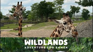 WILDLANDS Adventure Zoo Emmen 27072024 [upl. by Einahpetse]