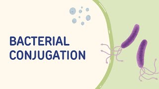 Bacterial Conjugation [upl. by Clevie]