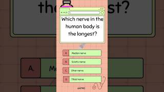 🧍 Discover the Longest Nerve in Your Body—Do You Know It mededtrivia biology quiz smarttrivia [upl. by Habeh]