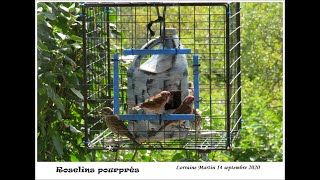 Cube grillagé pour petits oiseaux Mésangeai Geai bleu etc [upl. by Valerlan]