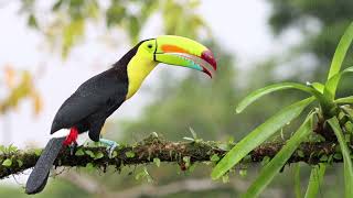 Keelbilled Toucan [upl. by Nichola]