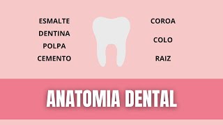 ANATOMIA DENTAL  TUDO O QUE VOCÊ PRECISA SABER [upl. by Frederique]