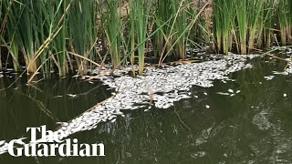 More dead fish surface on the Darling River at Menindee [upl. by Esinel305]