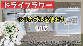 seriaのドライフラワー用シリカゲル乾燥剤を使ってドライフラワーを作ってみる【作り方】【初心者】 [upl. by Eecyaj]