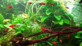 Big Beautiful Platy Molly aquarium tank 1000 liter [upl. by Saffier]