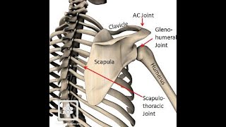 SHOULDER COMPLEX PART3  SCAPULOTHORACIC JOINT [upl. by Cranston]