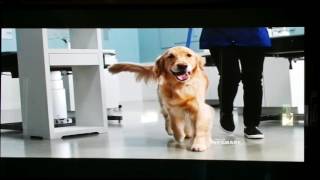 Petsmart commercial [upl. by Donnelly]