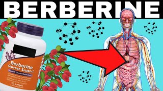 Take Berberine Every Day And See What Happens  Effects amp Benefits  Better Than Metformin [upl. by Adnilrev]