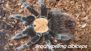 Успешное разведение Brachypelma albiceps Brachypelma ruhnaui Браха [upl. by Mcferren252]