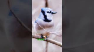 The blue jay wildlife animals [upl. by Terrag]