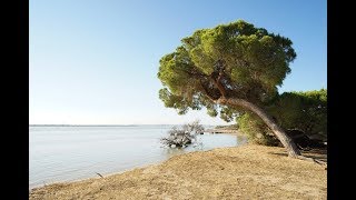 El Parque Nacional de Doñana [upl. by Savihc264]