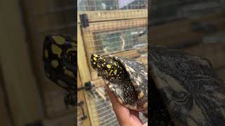 Indian Black Spotted Turtle 🖤💛🤍 turtle turtles turtledoves reptiles reptile reptil indian [upl. by Enixam507]