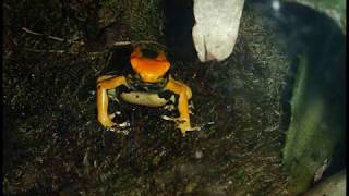 Diaporama photos  Dendrobates tinctorius quotazureusquot  httpaqualouryfrgd [upl. by Barram]