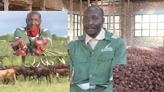 JOSEPH MUNYERA DEALS IN COMMERCIAL FARMING PLUS CATTLE KEEPING [upl. by Nosemaj541]