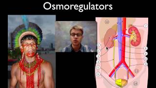 Osmoregulation [upl. by Fleeman]