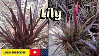 how to grow and care Red Lily Crinum Asiaticum [upl. by Gizela]