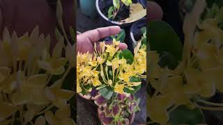 Xora flowersshortsfeed gardening trending gardeningtips [upl. by Aruol]